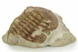 Bargain, Fossil Asaphus Trilobite - Russia #363101-1